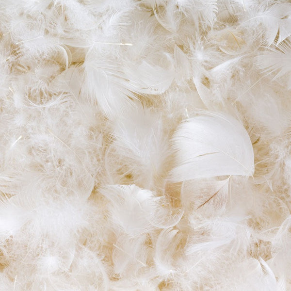 100% Duck Feather Bulk | Hypo-allergenic Duck Feather | Puradown